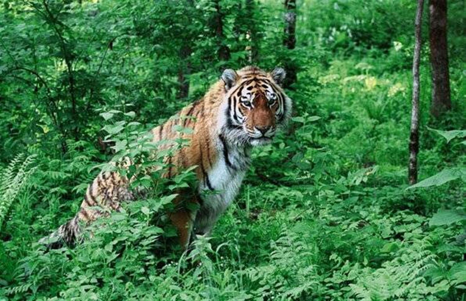 Уссурийский тигр в Уссурийской тайге